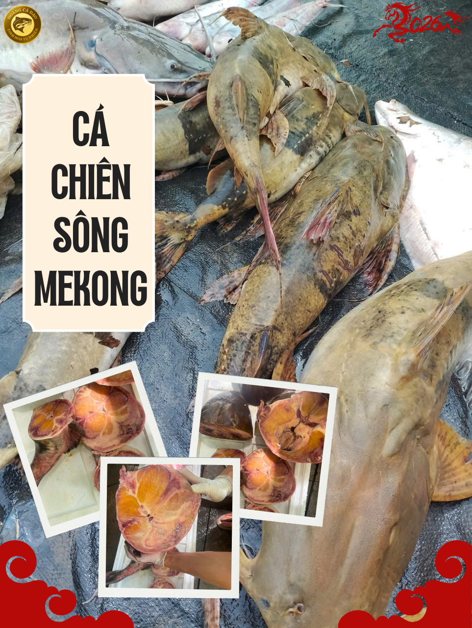 cá chiên sông mekong