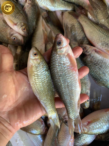 cá dúi trứng đặc sản tây bắc