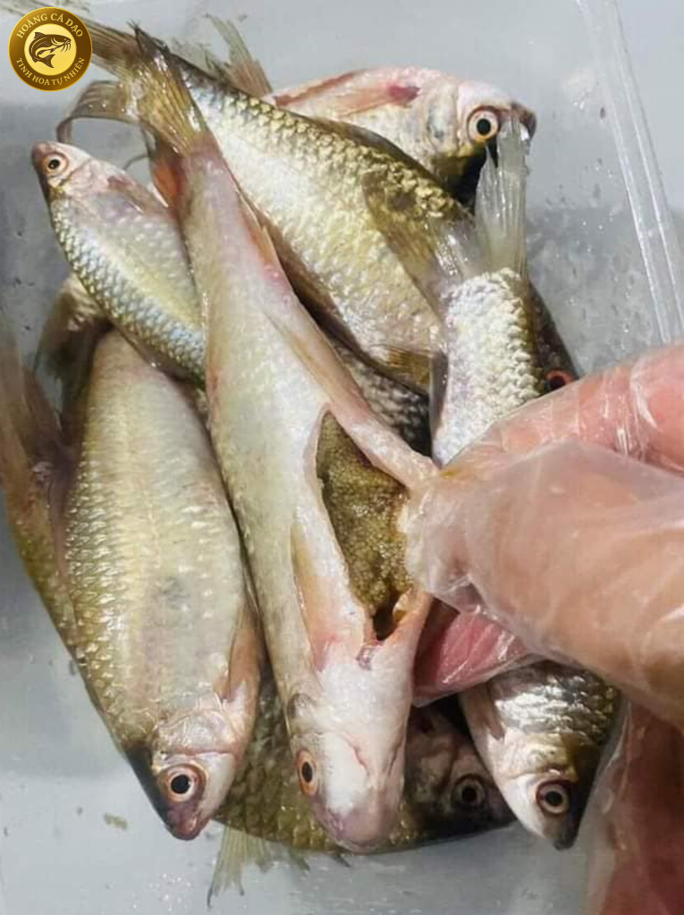 cá dúi trứng đặc sản tây bắc