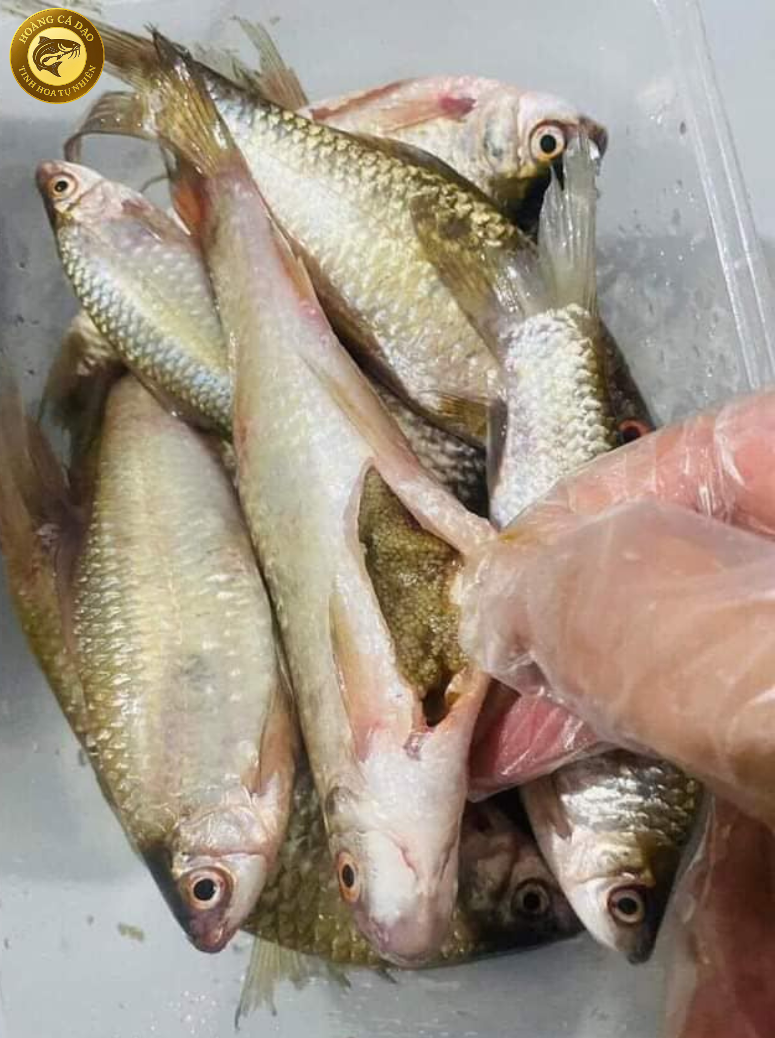 cá dúi trứng đặc sản tây bắc