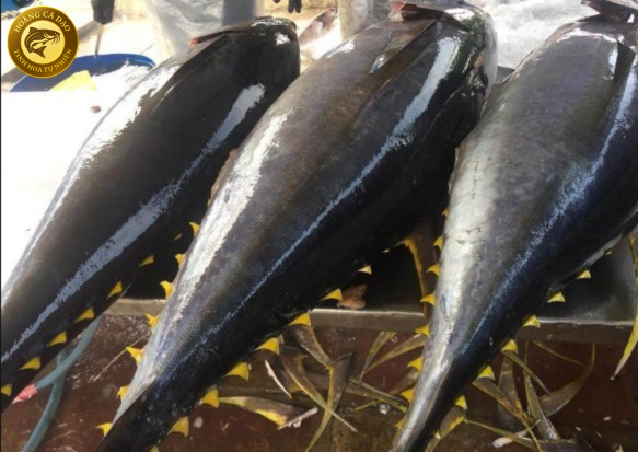 cá ngừ đại dương