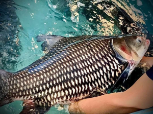 thủy quái sông mekong - cá hô 