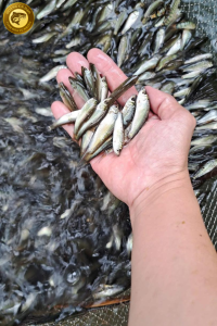 cá linh non đặc sản miền tây