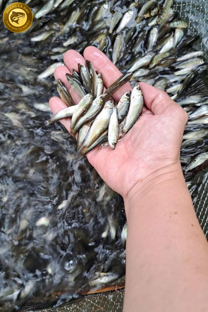 cá linh non đặc sản miền tây