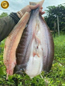 cá dứa 1 nắng hoàng cá dạo