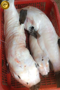 cá thỏ biển hoàng cá dạo