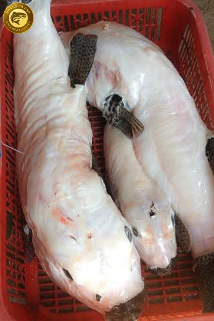 cá thỏ biển hoàng cá dạo