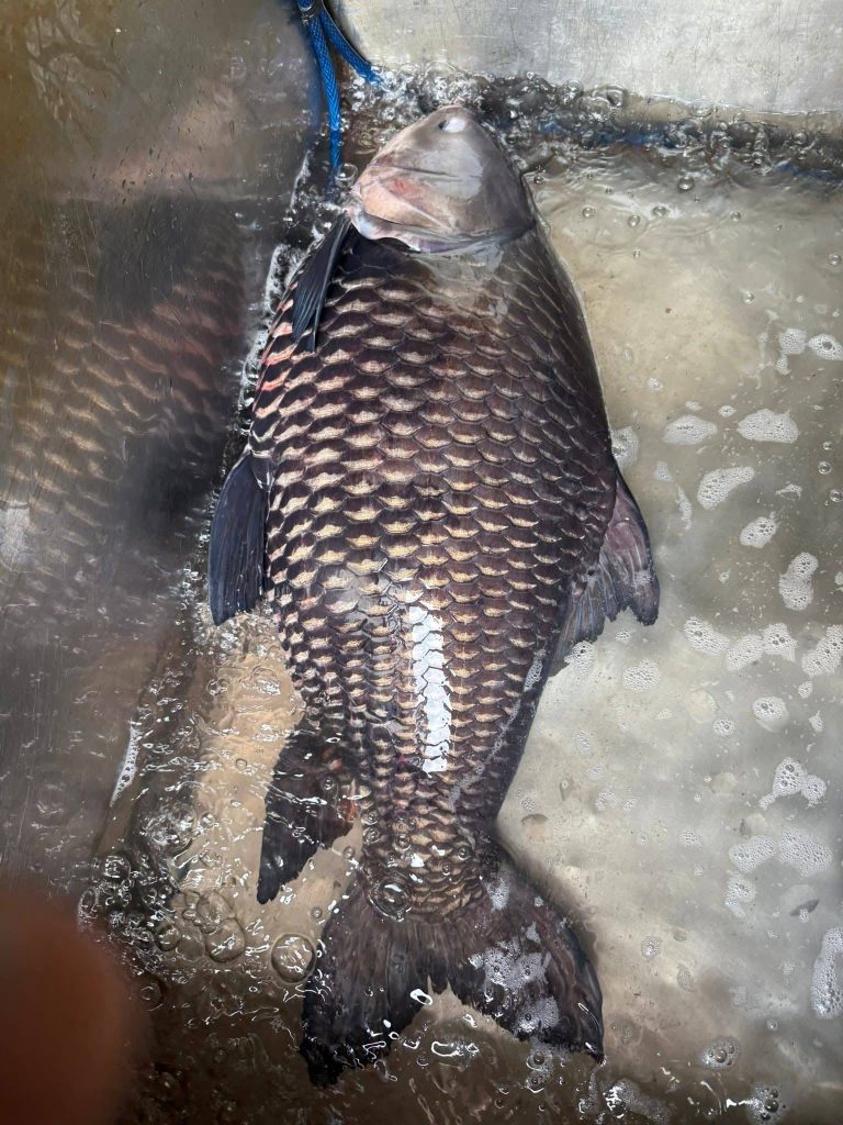 hoàng cá dạo chuyên cá hô size 10-30kg