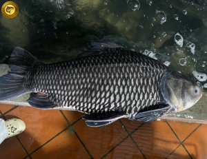 hoàng cá dạo chuyên cá hô size 10-30kg