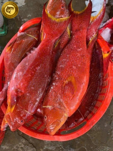 cá mú đỏ