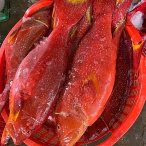 cá mú đỏ