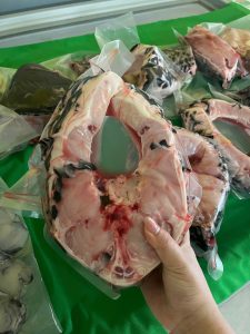 hoàng cá dạo chuyên cá hô size 10-30kg