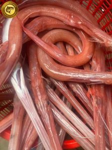 cá chìa vôi đỏ