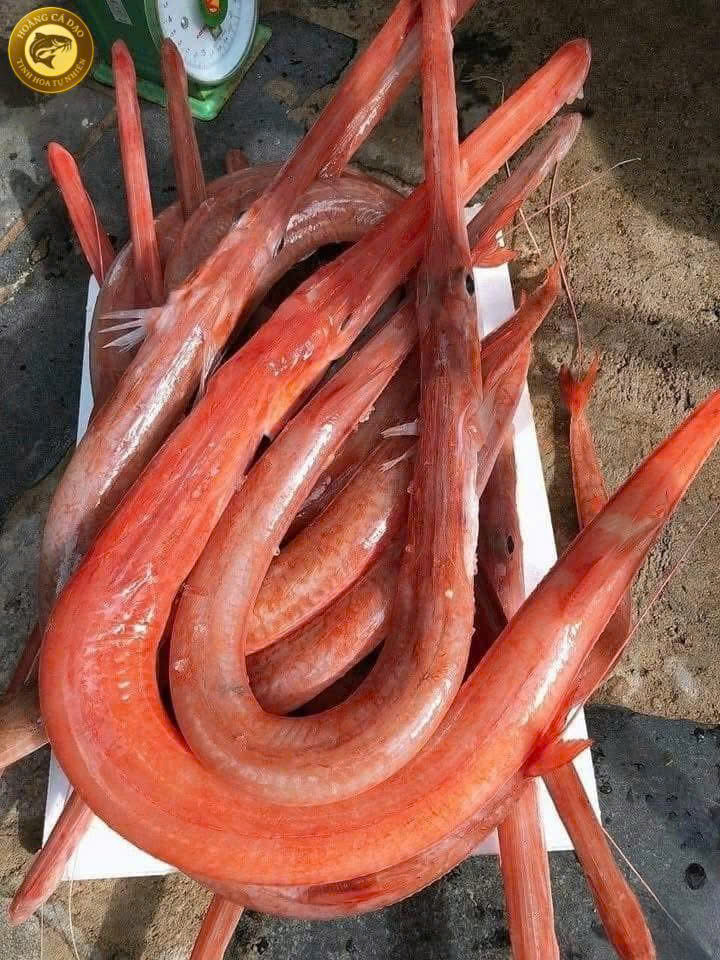 cá chìa vôi đỏ