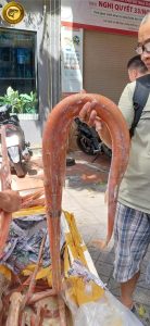 cá chìa vôi đỏ