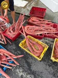 cá chìa vôi đỏ