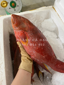 cá mú đỏ
