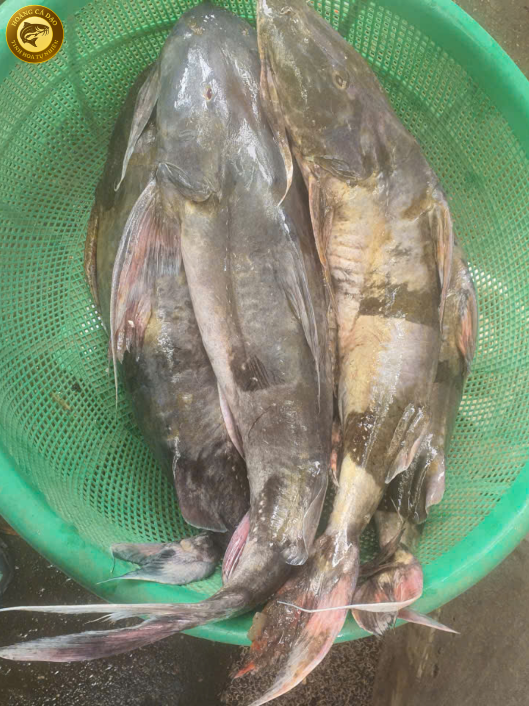 tài liệu ảnh